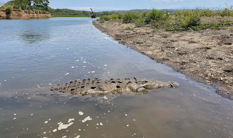 Crocodile Tour Jaco Costa Rica