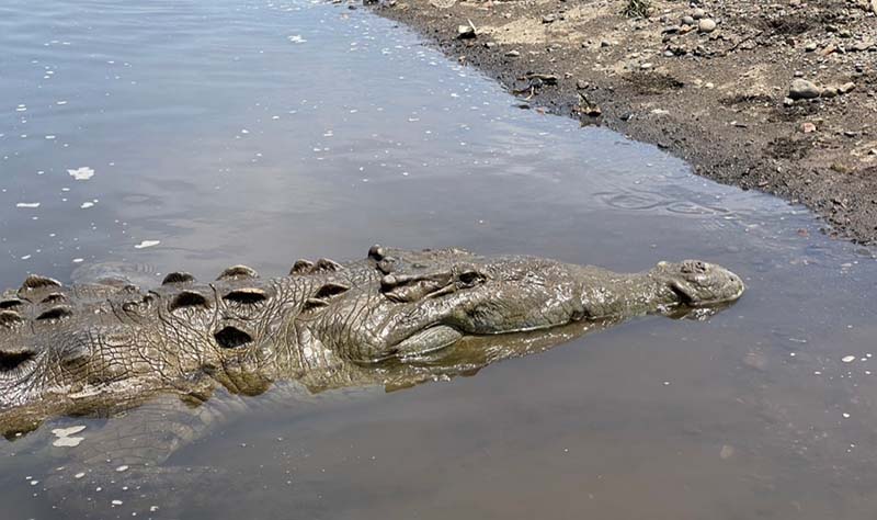 Crocodile Tour Jaco Costa Rica