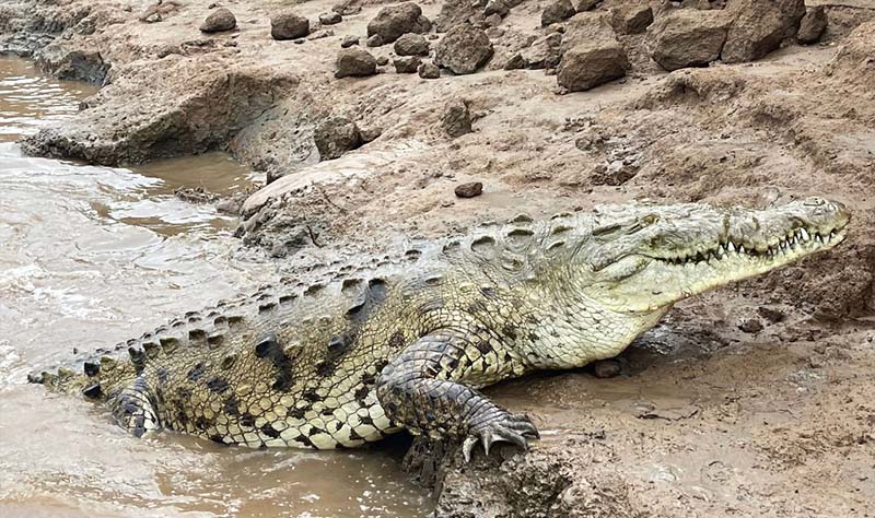 Crocodile Tour Jaco Costa Rica