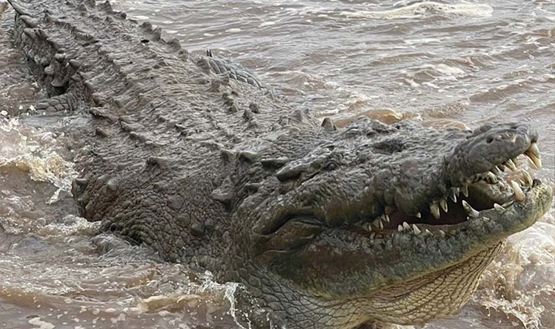 Crocodile Tour Jaco Costa Rica