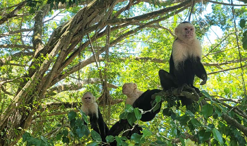 Monkey Tour Jaco Costa Rica