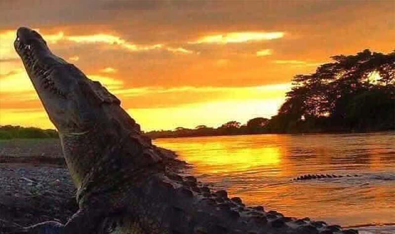 Crocodile Tour in Jaco, Costa Rica - Costa Rica Elite