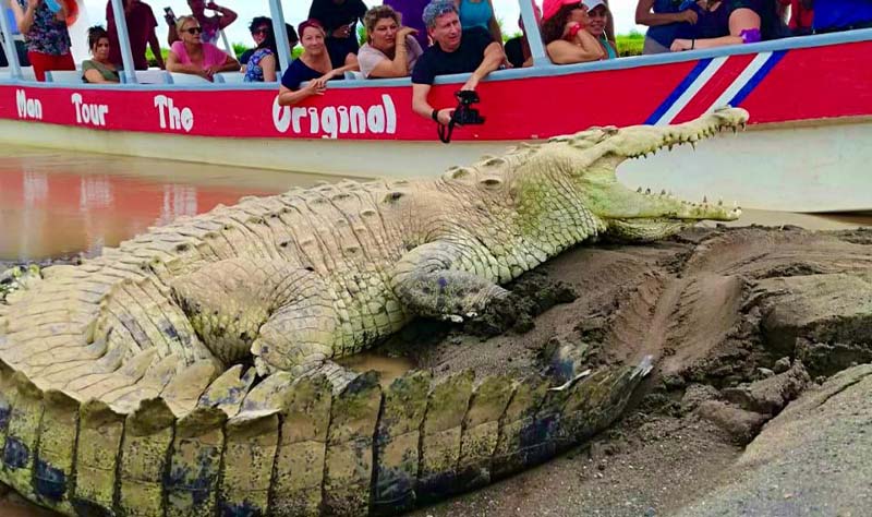 Crocodile Tour in Jaco, Costa Rica - Costa Rica Elite