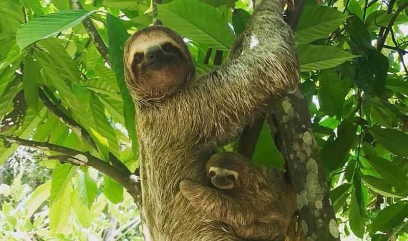 Monkey Mangrove Tour Jaco Costa Rica