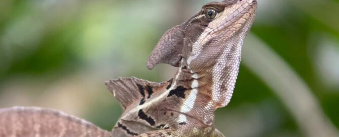 Manuel Antonio National Park Tour