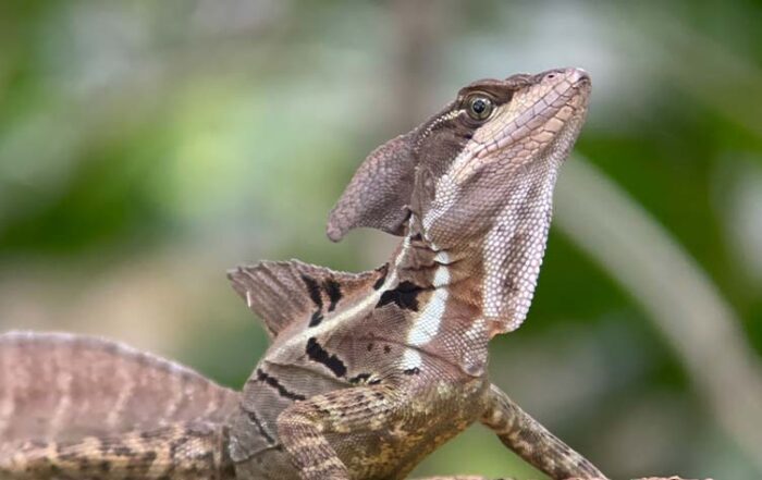 Manuel Antonio National Park Tour • Costa Rica Elite Manuel Antonio National Park Tour