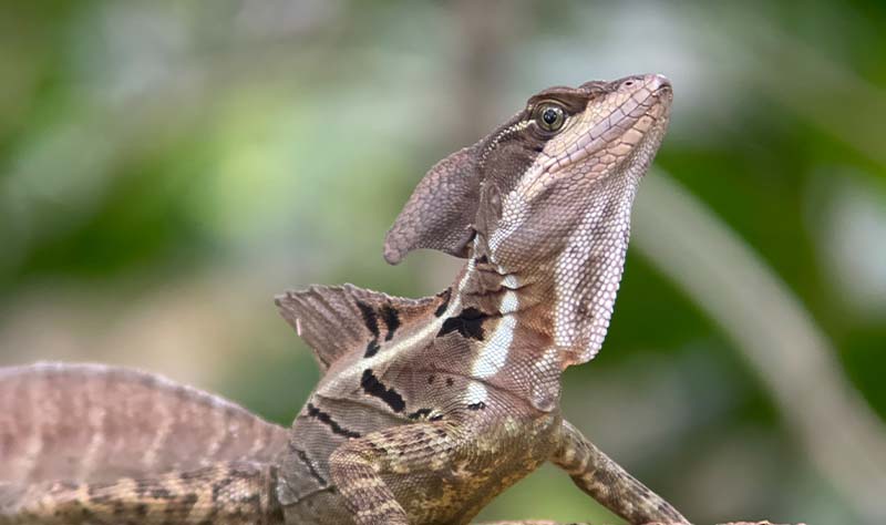 Manuel Antonio National Park Tour