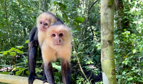 Manuel Antonio National Park Tour