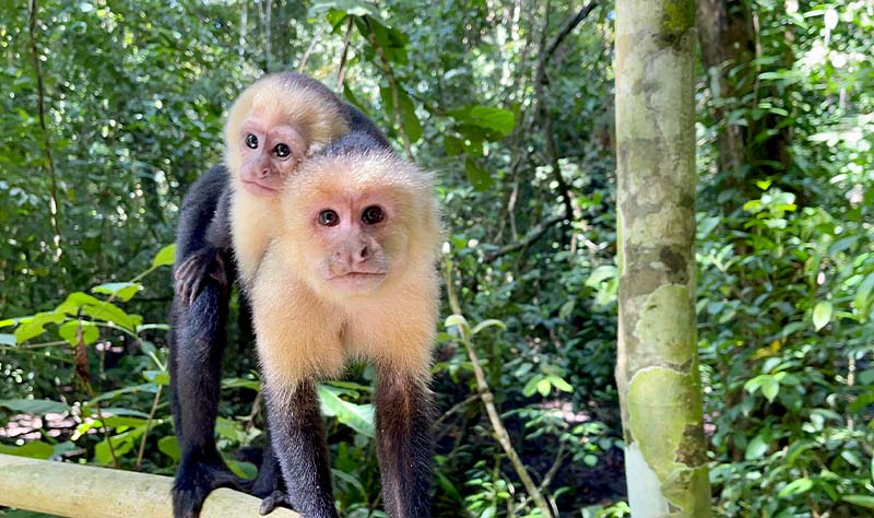 Manuel Antonio National Park Tour