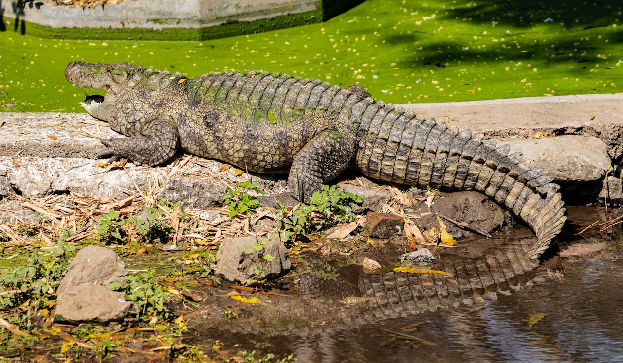 crocodile • Costa Rica Elite Crocodile tour in Jaco